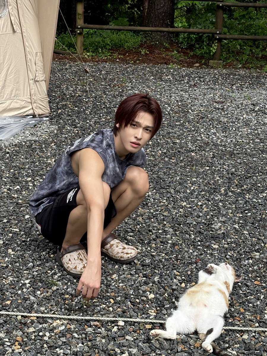 Nnnash13's tweet photo. ボス猫のテリトリーに入ってしまった野良猫目線 https://t.co/vpyyBXW2gb