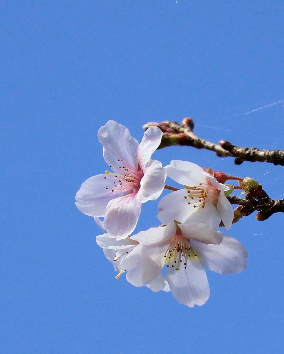 ebimamajunko's tweet photo. きらきら 秋の陽射しの中で
冬桜  咲き始めた 🌸

おはようございます 金曜日
気温は１０℃ ｻﾑｯ 💦晴れた朝
日中 晴れ🌞✨
２４℃ の最高気温予報
寒暖差に気をつけて
良い一日に。 https://t.co/b24cZrOYjP