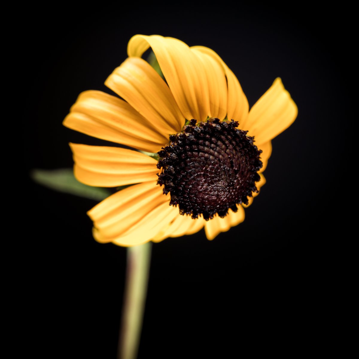 VIV_boho's tweet photo. #fallcolors #autumnbeauty
#Canon EF100mm f/2.8 Macro USM
#minimalism https://t.co/QC2YYOGQbn