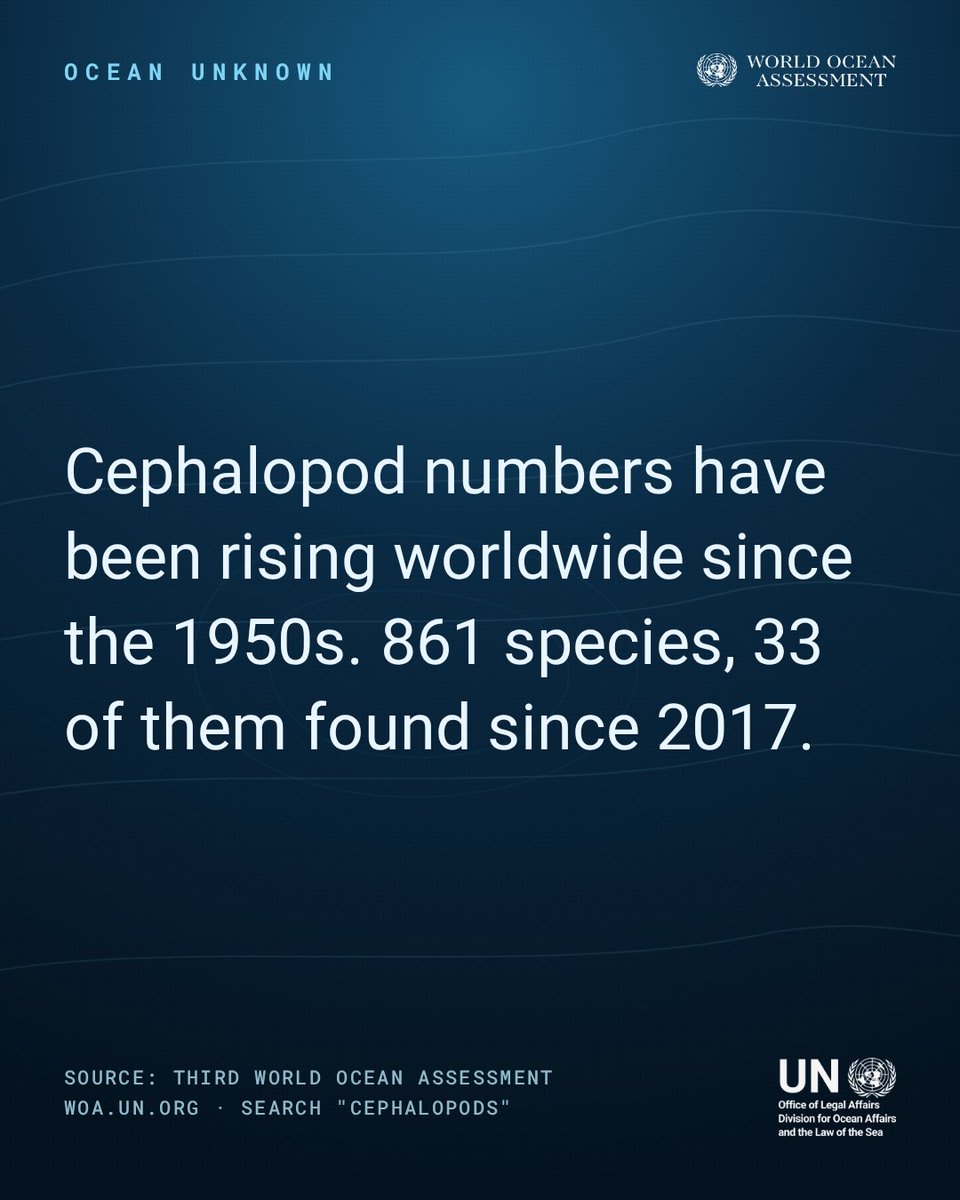 undoalos's tweet photo. Cephalopod numbers have been rising worldwide since the 1950s. Today, 861 species are known, with 33 discovered since 2017.

A rare climate story where something is winning, for now.

Search “cephalopods” at https://t.co/KAybG2GH41

#WOAIII #ShareTheKnowledge https://t.co/bV8xGPc8N4