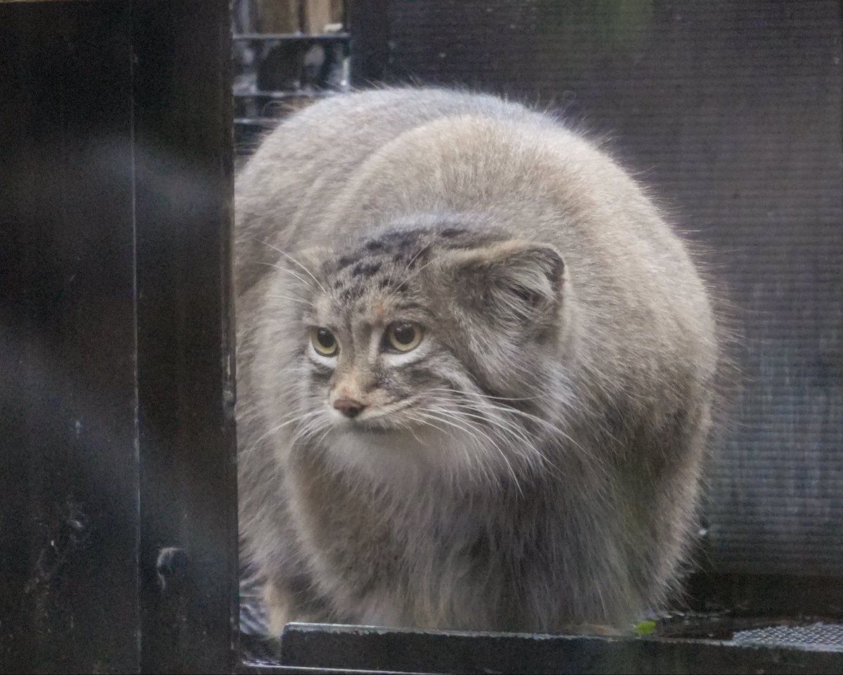 wuyuj2's tweet photo. 埼玉🫒🪷🎶
美女(´⊙ω⊙`)美少女
#pallascat #マヌルネコ
📷 2026/9 https://t.co/kKyU8d5h5e