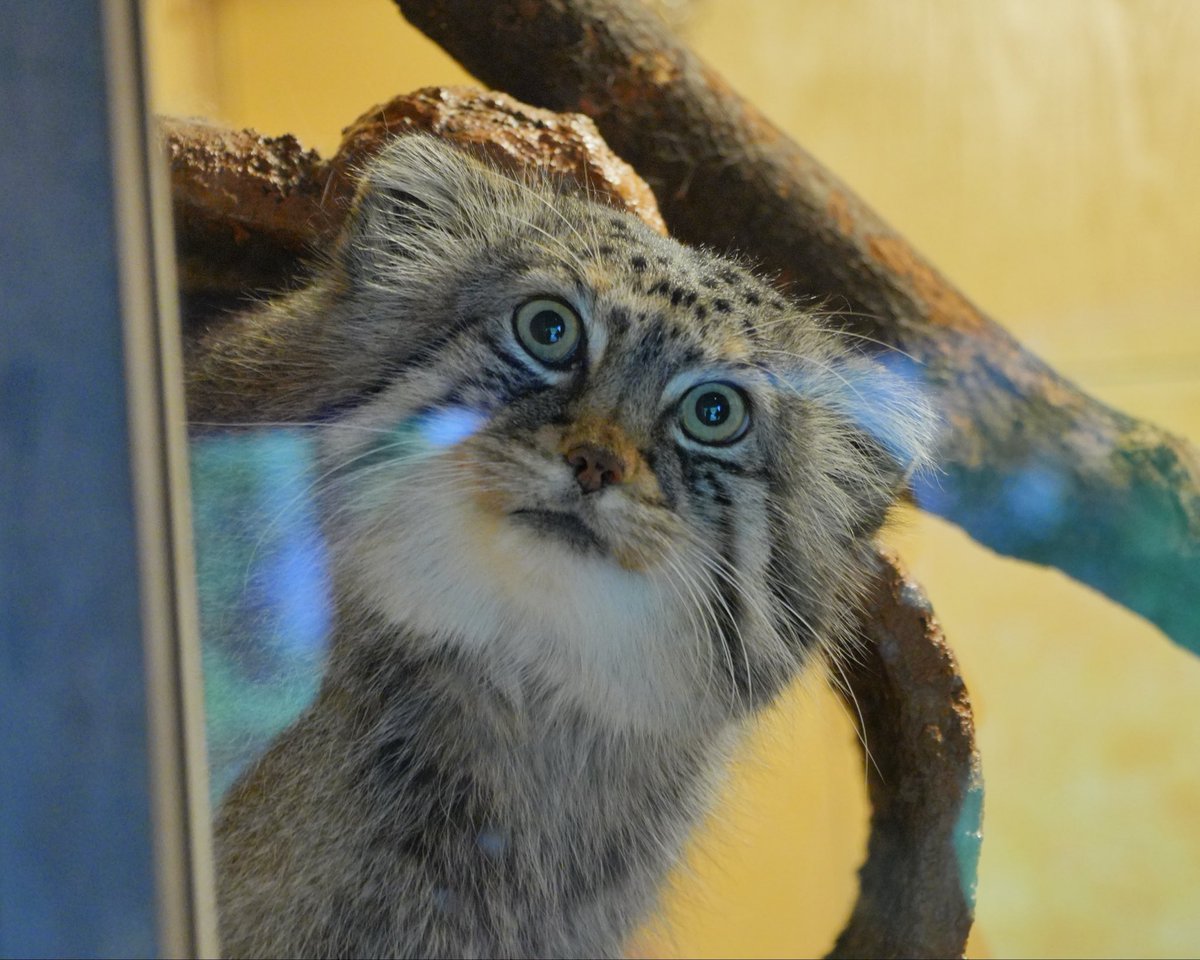 wuyuj2's tweet photo. 埼玉🫒🪷🎶
美女(´⊙ω⊙`)美少女
#pallascat #マヌルネコ
📷 2026/9 https://t.co/kKyU8d5h5e