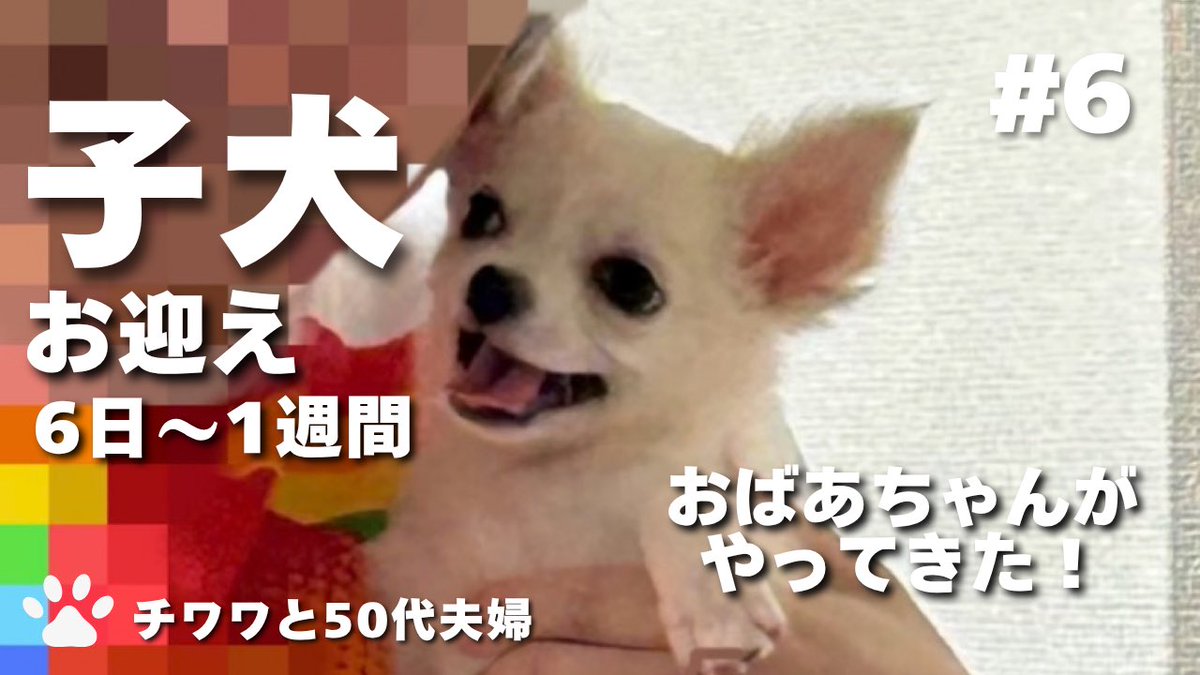 otenbamilk's tweet photo. おはようございます🌞
みるくのハウスがあるリビング、朝は少し冷んやりするようになってきました🥶
さて、YouTubeチャンネルですが、今夜6時に新しい動画を公開します‼️🎥
たくさん見ていただけたら嬉しいです☺️
宜しくお願いします🐶

#チワワのいる暮らし
#チワワ党
#犬のいる暮らし https://t.co/7ooPGUcvId