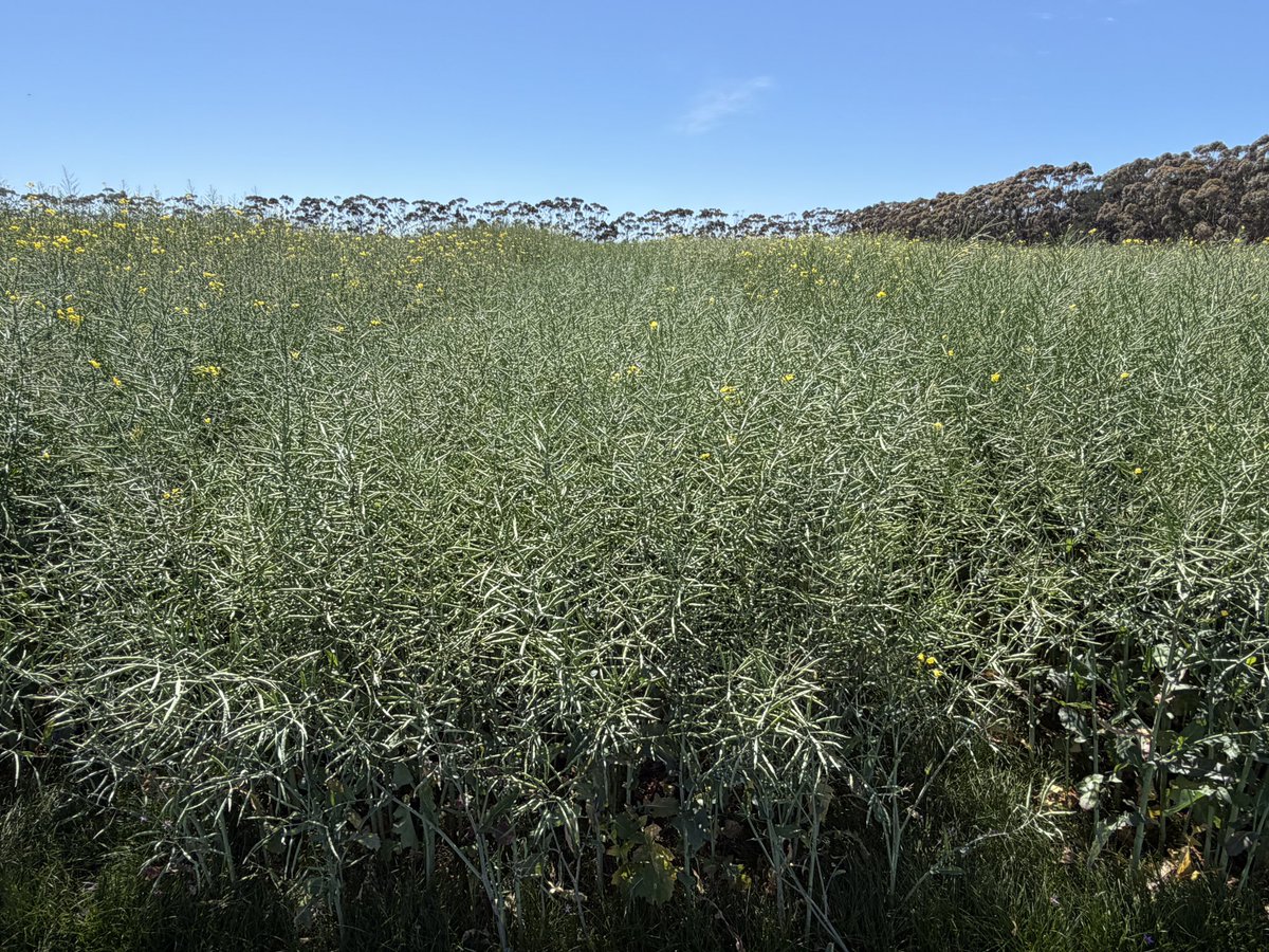 CaptainCanola's tweet photo. Hamilton Vic @theGRDC @GRDC_NVT Canola Trials showing massive yield potential despite being wet most of the year. 9005XX, Blazer, Defender & Some new EXP CT & CL hybrids look incredible. Well Done @SouthernFS Great potential dataset for the MET analysis. @PacificSeeds @GRDCSouth @schilgee @AgingAgro @hurgl1 @danrollsroyce @FotiouMila @Ella201093
