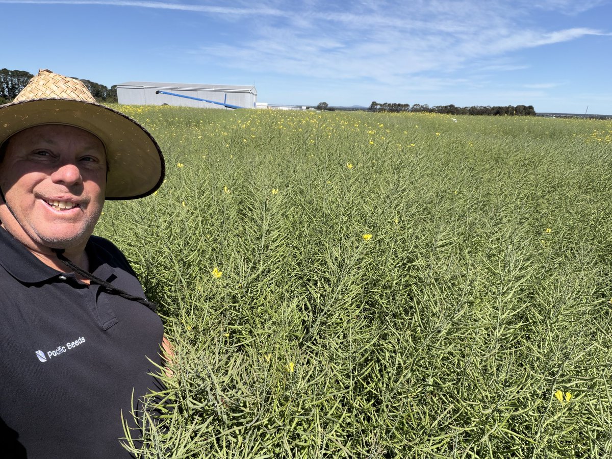 CaptainCanola's tweet photo. Hamilton Vic @theGRDC @GRDC_NVT Canola Trials showing massive yield potential despite being wet most of the year. 9005XX, Blazer, Defender & Some new EXP CT & CL hybrids look incredible. Well Done @SouthernFS Great potential dataset for the MET analysis. @PacificSeeds @GRDCSouth @schilgee @AgingAgro @hurgl1 @danrollsroyce @FotiouMila @Ella201093