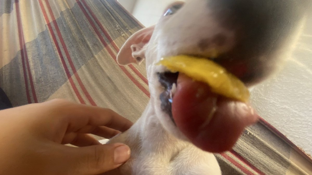 g_gontjo's tweet photo. Formiga comendo manga pela primeira vez. https://t.co/0goAeqSoO0
