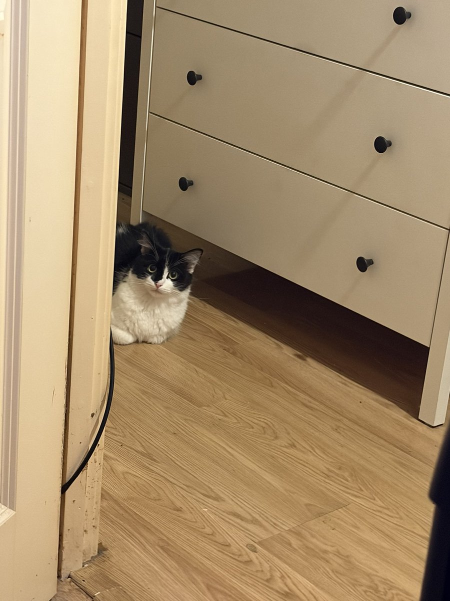 LunarNekoElla's tweet photo. igors cat is so shy.. bros been watching me like this for so long 😭 https://t.co/N7en4SIMO0
