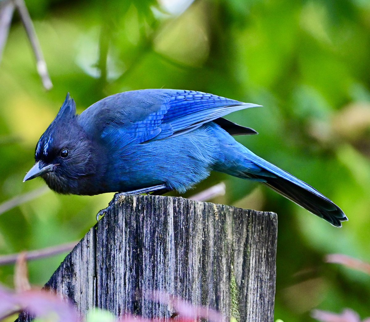 cgcrd's tweet photo. Stellerโs Jay on the backyard post. #ThursJay #birdphotography
#Naturephotography https://t.co/QW5QR08jdJ