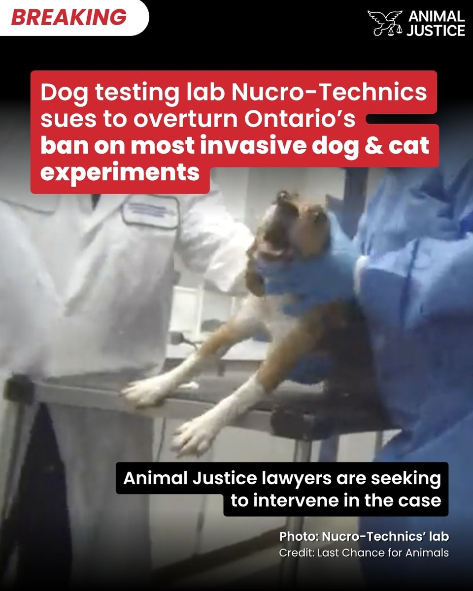 AnimalJustice's tweet photo. BREAKING: A Toronto lab that experiments on beagles is suing Ontario to overturn new laws restricting most invasive medical cat & dog experiments.

We'll seek to intervene in the case to help defend these hard-won protections for cats & dogs!

Help lab animals now: https://t.co/4U5G6T0yeQ
