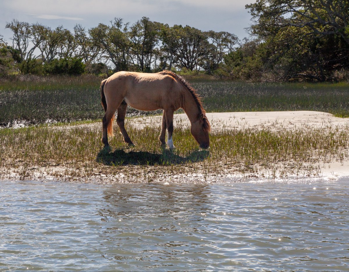 lisasorg's tweet photo. In Morehead City for a story and saw a wild horse on Carrot Island.  Also dolphins! https://t.co/dl2juzNYBw