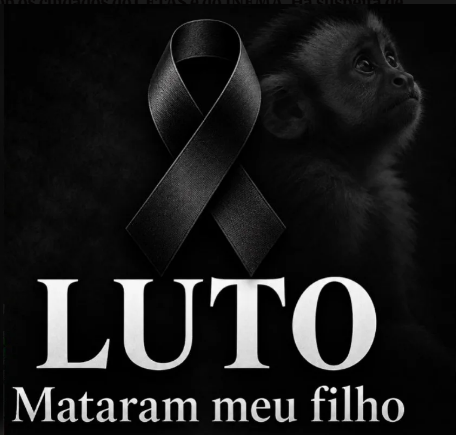 Metropoles's tweet photo. ➡�� Macaco que invadiu casas de condomínio em Salvador morre após ser capturado https://t.co/OUfZYWIvId