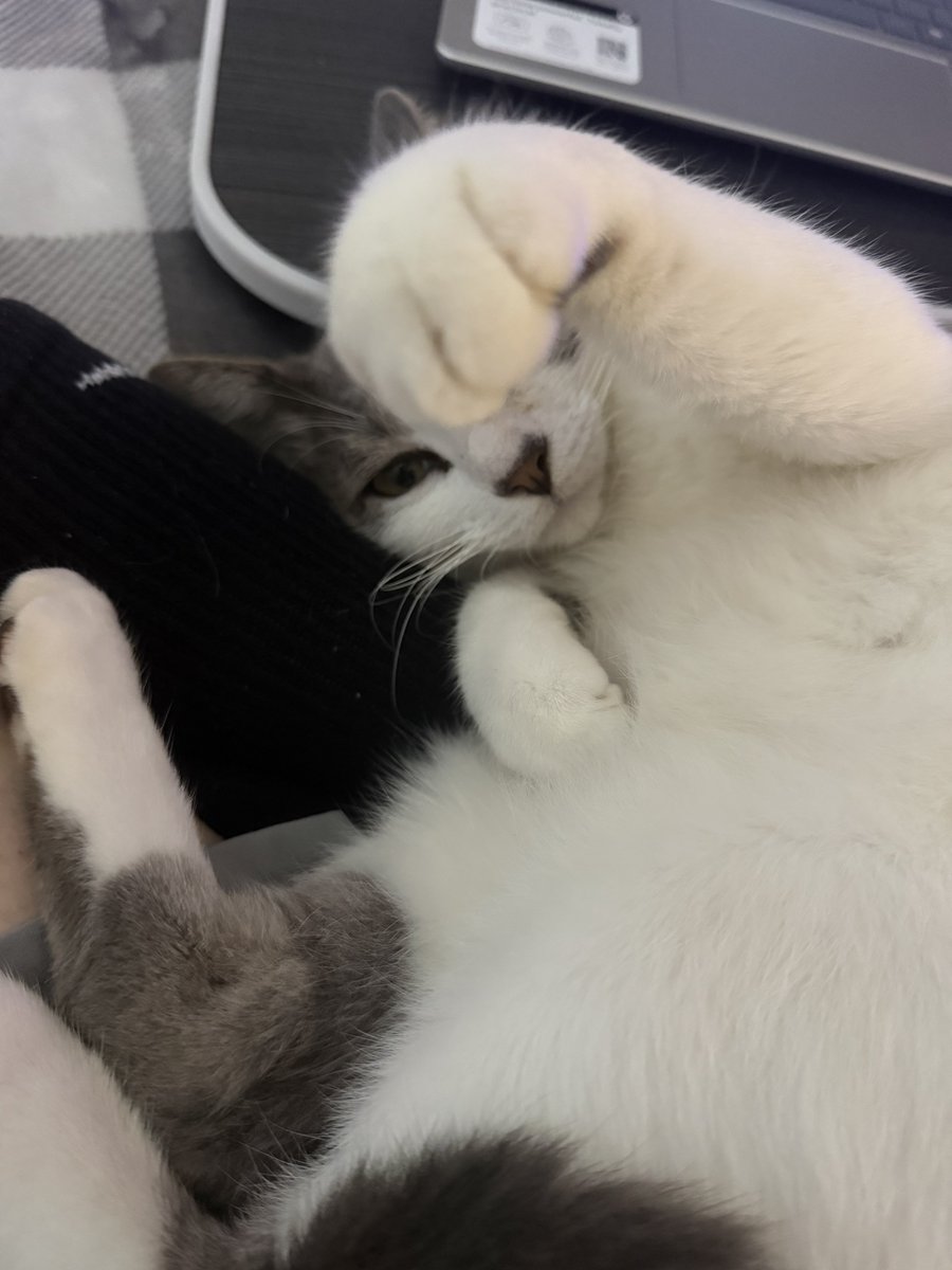 LuxSnowfall's tweet photo. All it takes is one wrong move and he will kill me https://t.co/JTupdx0OYB