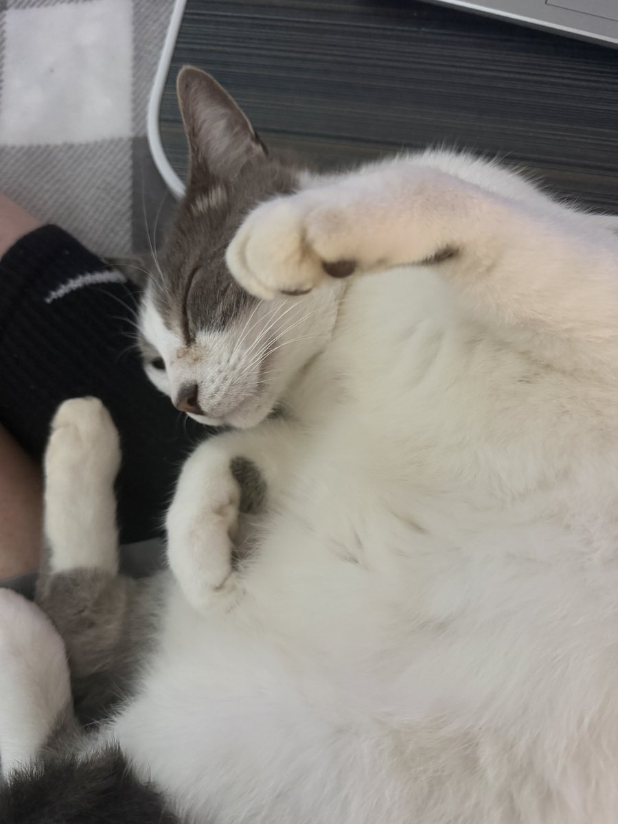 LuxSnowfall's tweet photo. All it takes is one wrong move and he will kill me https://t.co/JTupdx0OYB