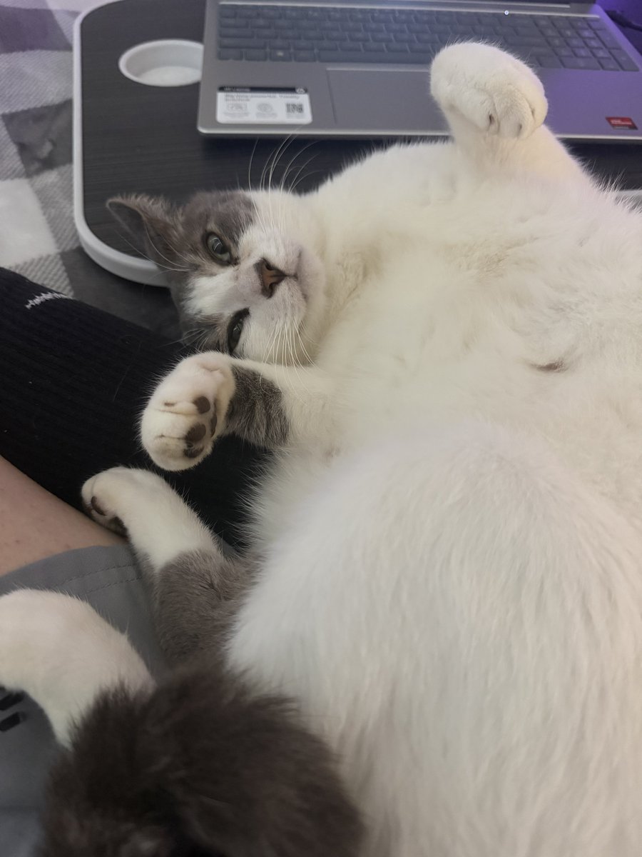 LuxSnowfall's tweet photo. All it takes is one wrong move and he will kill me https://t.co/JTupdx0OYB