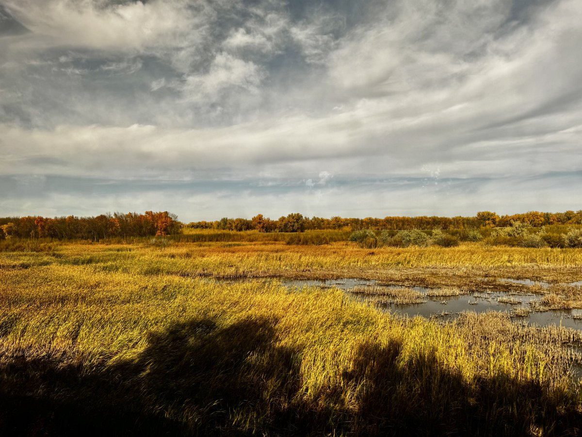 dimesawasted's tweet photo. A prairie sunset: 
Shot gold, maroon and violet, 
dazzling silver, emerald, fawn, 
The earth’s whole amplitude and nature’s multiform power consigned for once to colors; 
The light, the genial air possessed by them; colors till now unknown, no limit, confine; not the Western sky alone; the high meridian; North, South, all, pure luminous color 
fighting the silent shadows to the last. 
~Walt Whitman 
#GrandErrantry