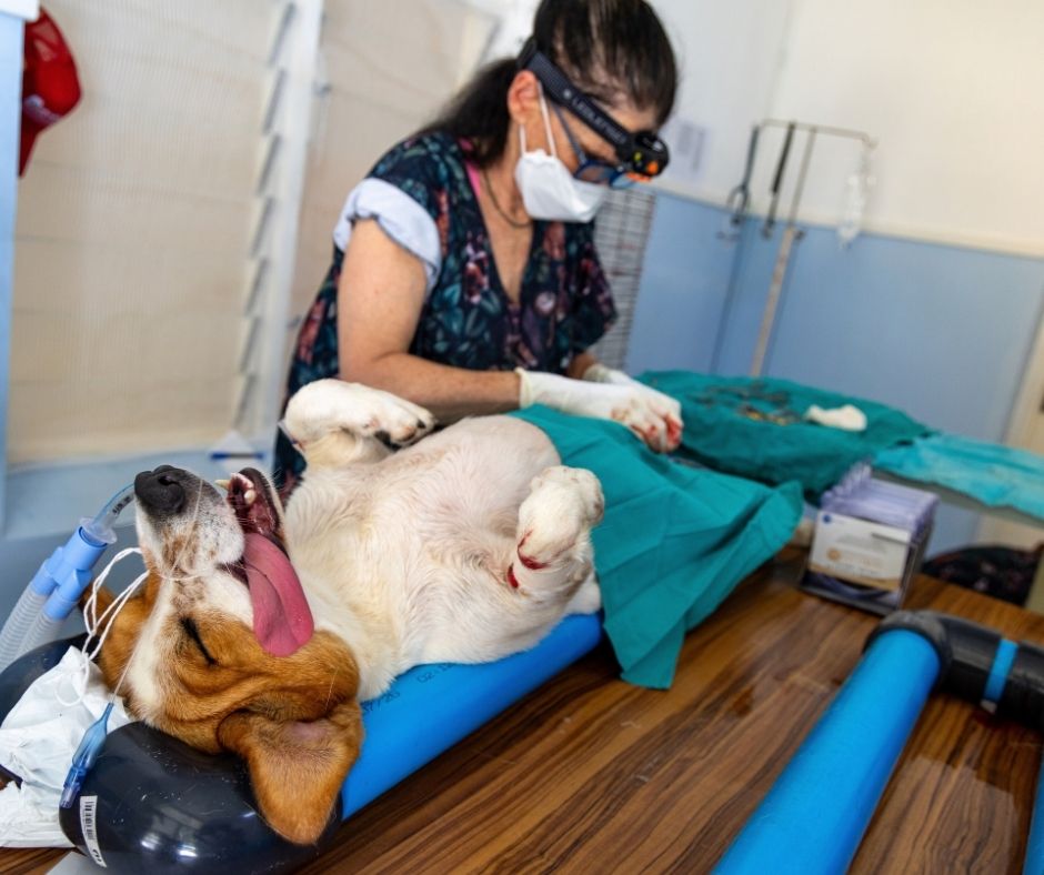 Network4Animals's tweet photo. 🇸🇨🐾 LA DIGUE UPDATE: 45 ANIMALS STERILISED IN JUST TWO DAYS! 🐶

Our Network for Animals veterinary team has hit the ground running on La Digue, Seychelles, and we're already making a lifesaving difference for the island's dogs and cats!

👉 Read more: https://t.co/252Bf2Bwxh https://t.co/ztodOSye01