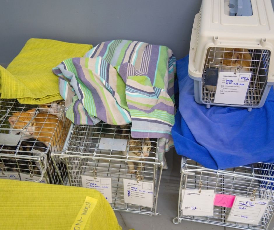 Network4Animals's tweet photo. 🇸🇨🐾 LA DIGUE UPDATE: 45 ANIMALS STERILISED IN JUST TWO DAYS! 🐶

Our Network for Animals veterinary team has hit the ground running on La Digue, Seychelles, and we're already making a lifesaving difference for the island's dogs and cats!

👉 Read more: https://t.co/252Bf2Bwxh https://t.co/ztodOSye01