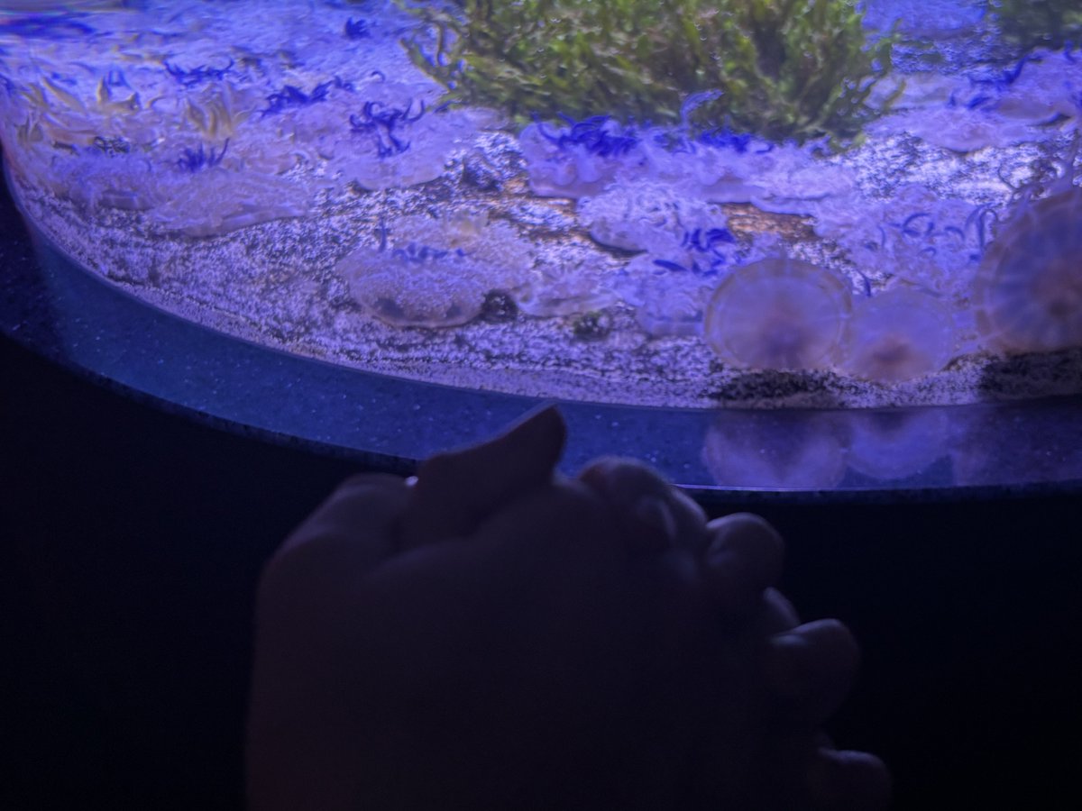 KirsDStarlight's tweet photo. Had a fun aquarium date
He was very excited to see the sharks
@AuralianHeir
#immersionbreak https://t.co/DjtbbySywV