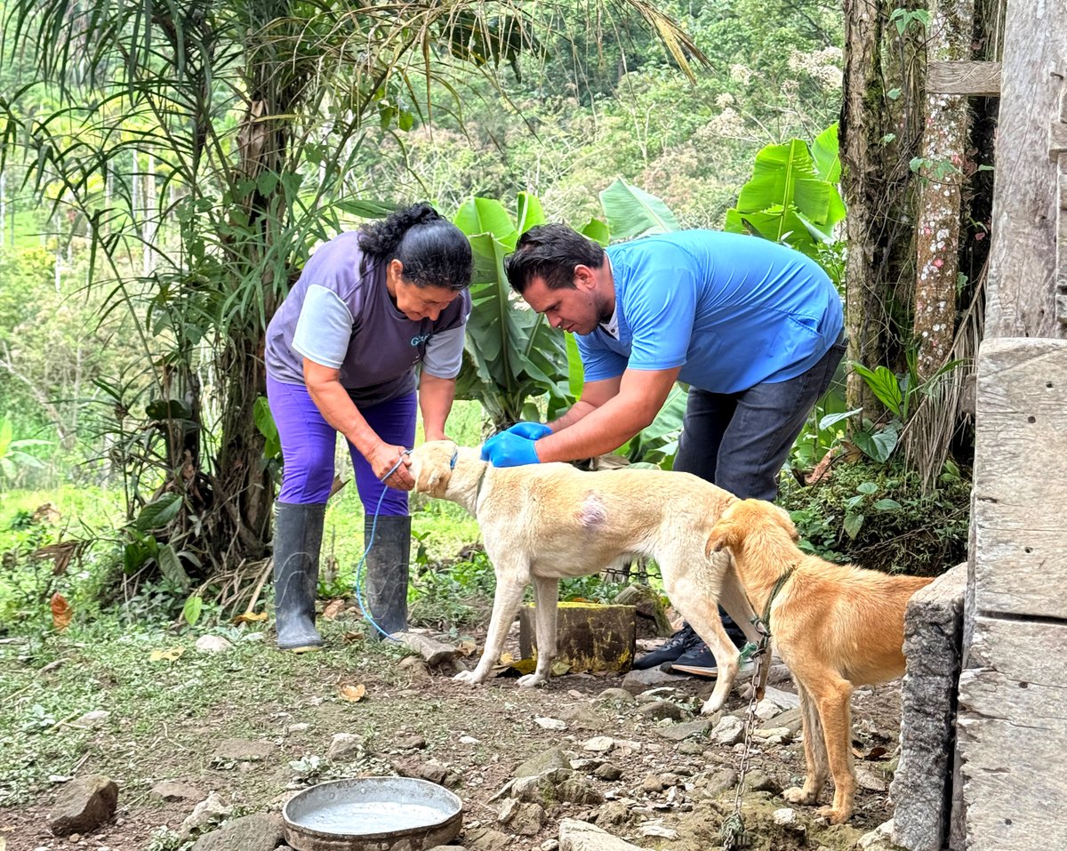 dpsmorona's tweet photo. #MoronaSantiago🐶🐱 | Personal del @Salud_Ec recorre barrios y comunidades de #Gualaquiza para vacunar contra la rabia a perros y gatos. 💉🐾

Con cada jornada de vacunación protegemos a nuestras mascotas y ayudamos a cuidar la salud de toda la comunidad. https://t.co/CRC3mLSBld