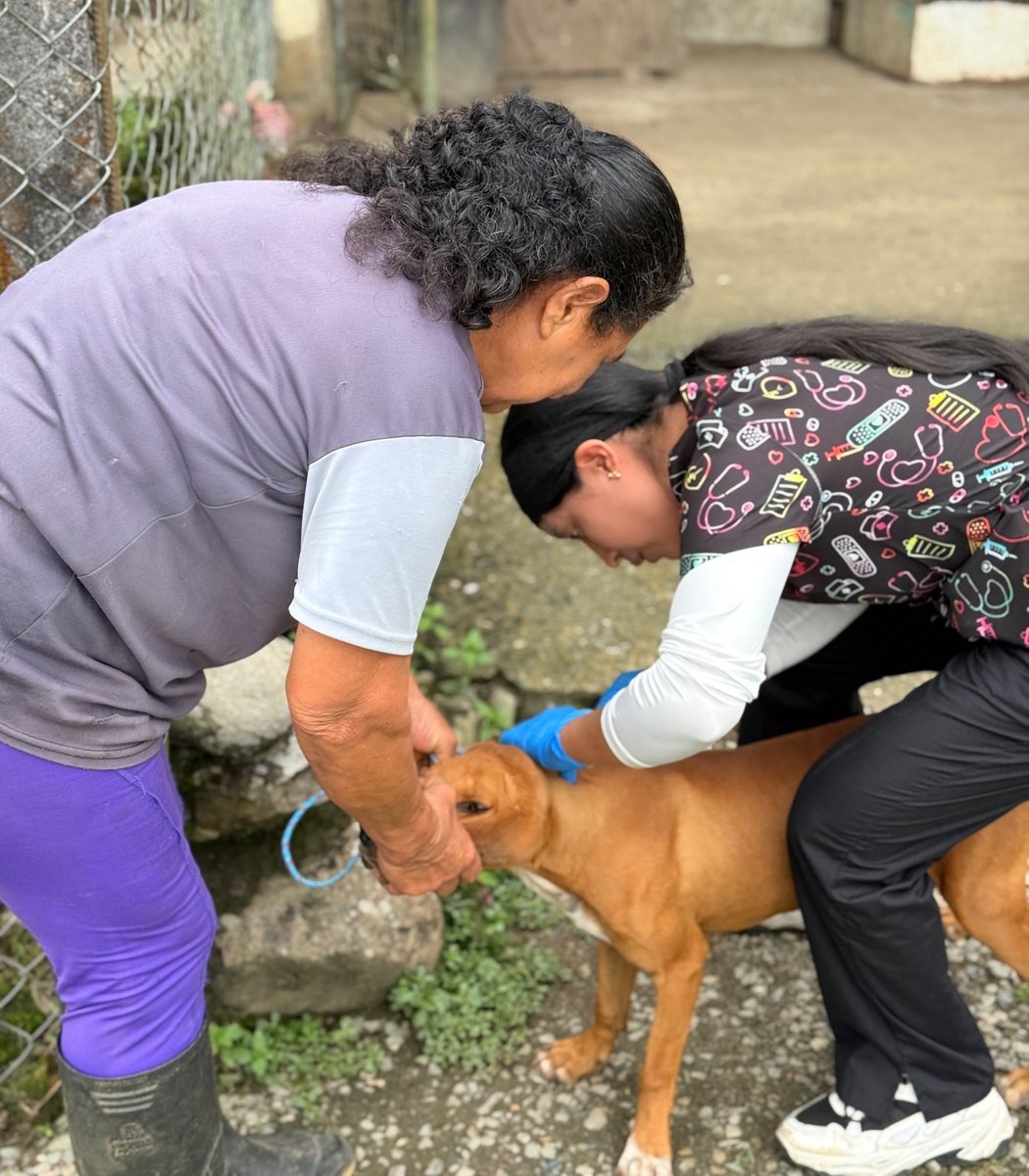 dpsmorona's tweet photo. #MoronaSantiago🐶🐱 | Personal del @Salud_Ec recorre barrios y comunidades de #Gualaquiza para vacunar contra la rabia a perros y gatos. 💉🐾

Con cada jornada de vacunación protegemos a nuestras mascotas y ayudamos a cuidar la salud de toda la comunidad. https://t.co/CRC3mLSBld