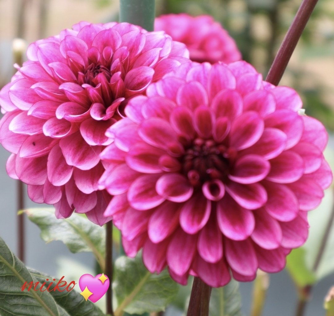 kiki23nakayoshi's tweet photo. おはようございます🍀🐞

丸くて華やかなダリアの花🌸✨

鮮やかなピンクに元気をたくさんもらいました💓💓

今日も笑顔で過ごせますように🎶

#ダリア
神代植物公園より

#お花の定期便 https://t.co/X50ojir3mn