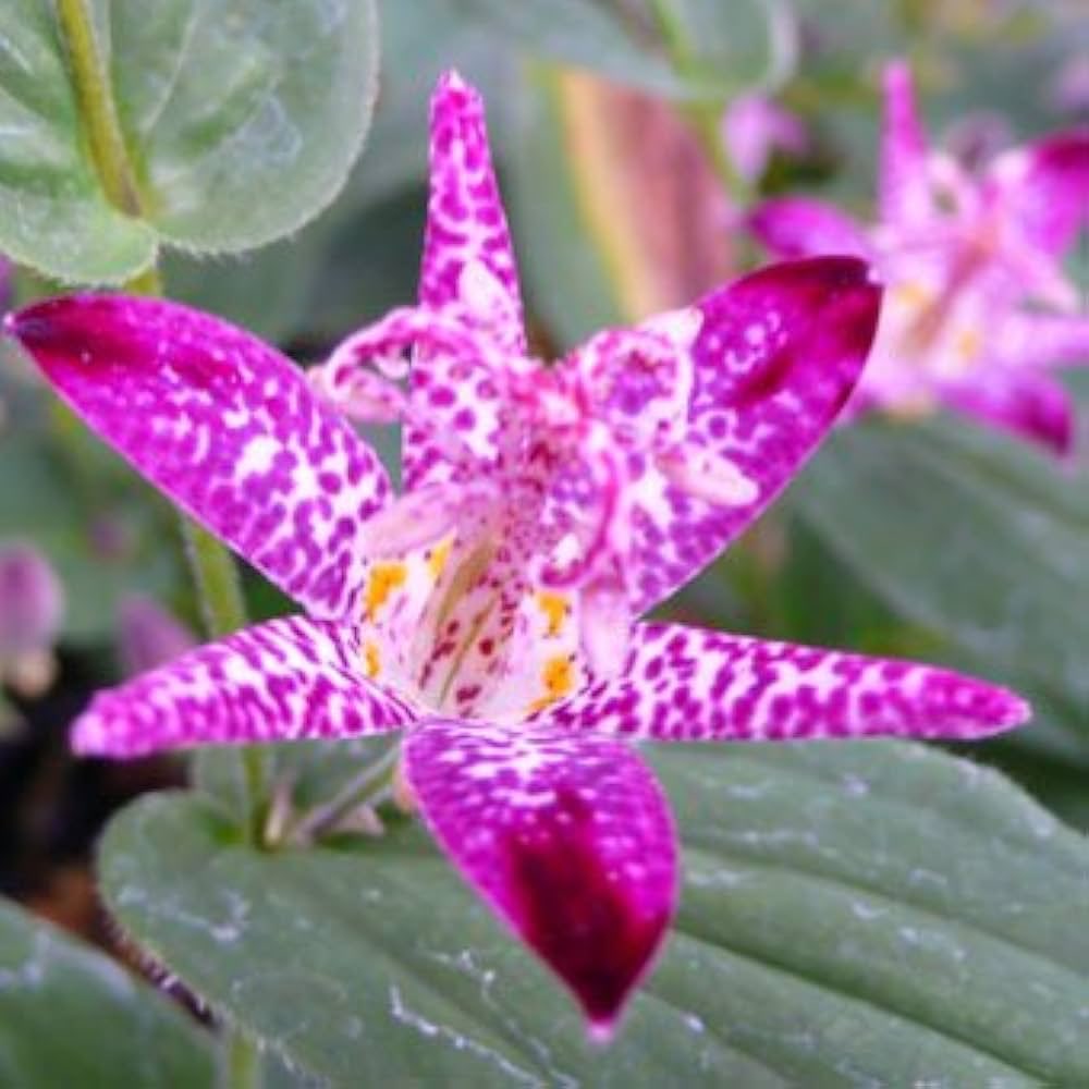 shinonko_shion's tweet photo. おはようございます

本日の
#誕生花 : #ホトトギス
#花言葉 : 秘めた思い

10月下旬～11月中旬が花期でユリ科の耐寒性多年草。ホトトギスといったら鳥の名前を想像する方もいらっしゃるかもしれません。花びらの斑点がその鳥に似ていることから名づけられました。 https://t.co/mdINQbQ4DW