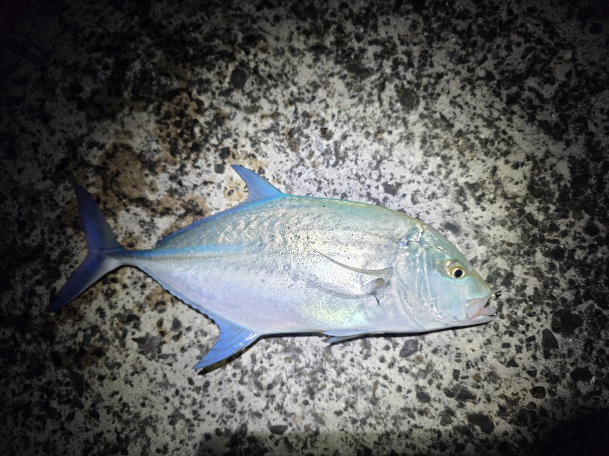 GymNoFace's tweet photo. 6匹目カスミアジ
夜が明けてきた https://t.co/cTkhNigEEY