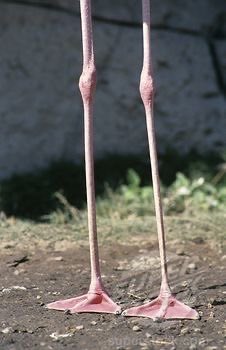 ilydecapitation's tweet photo. thinspo for october #edtwtt https://t.co/vPauj7eXDU