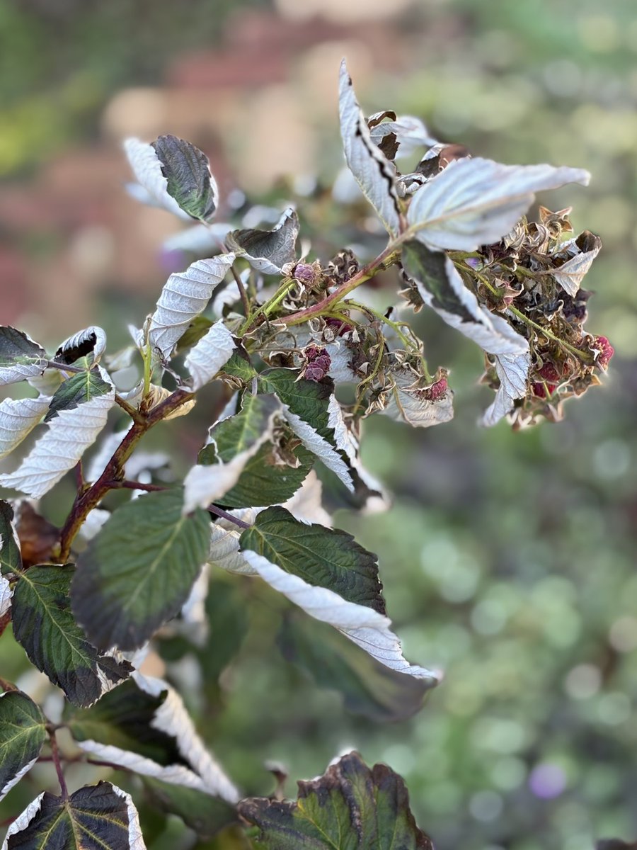 oRHYNkWVjZ26583's tweet photo. Somehow, my raspberry plant ended up like this... π
#raspberryplant #gardenlife #mygarden https://t.co/DbEsXHyvHl