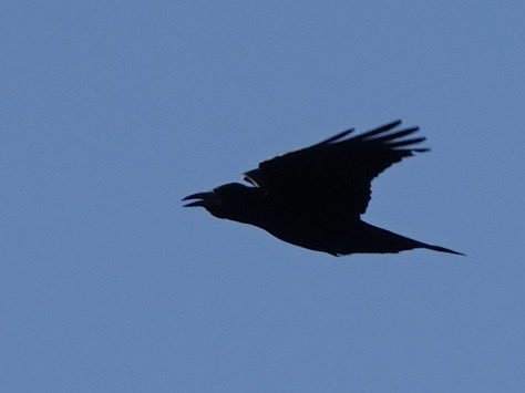 loosemum's tweet photo. #ThursJay Raven? Creaton 30/9/26 https://t.co/rEIX5olxkt