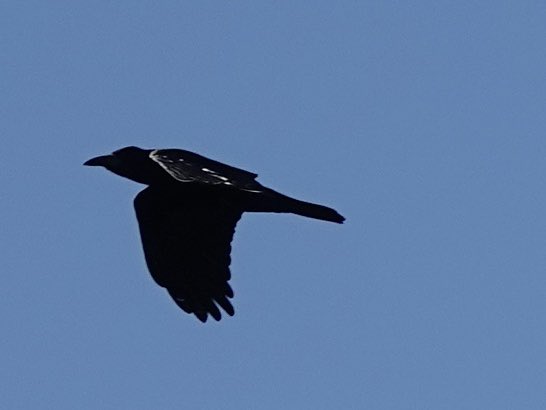 loosemum's tweet photo. #ThursJay Raven? Creaton 30/9/26 https://t.co/rEIX5olxkt