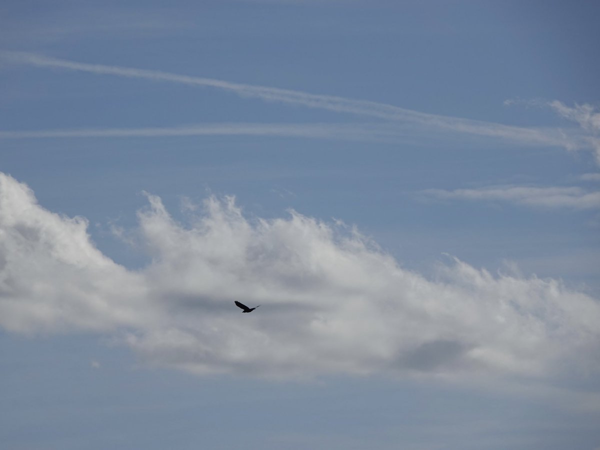 loosemum's tweet photo. #ThursJay Raven? Creaton 30/9/26 https://t.co/rEIX5olxkt
