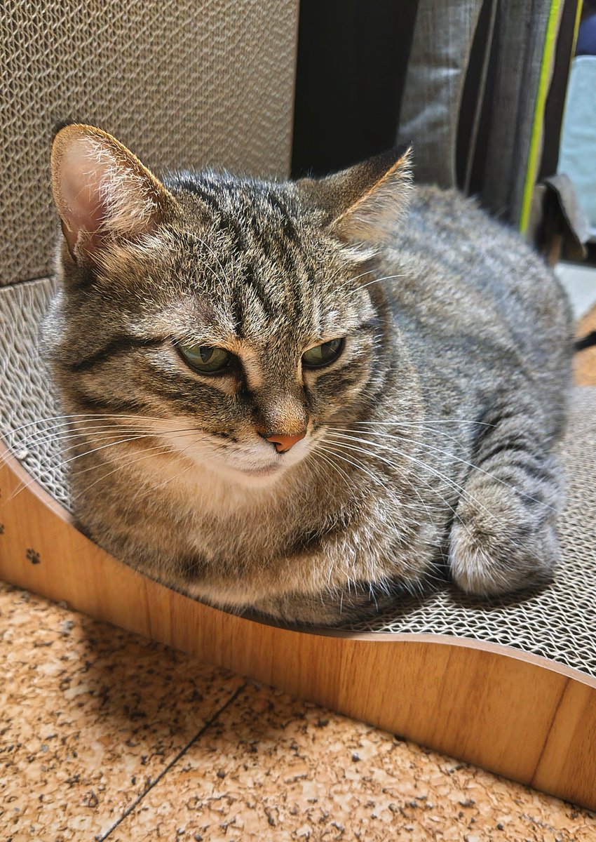 cat_56chan's tweet photo. おはよ〜今日はバリバリで寝てたの。寒くないかね https://t.co/s7O9iO56zB