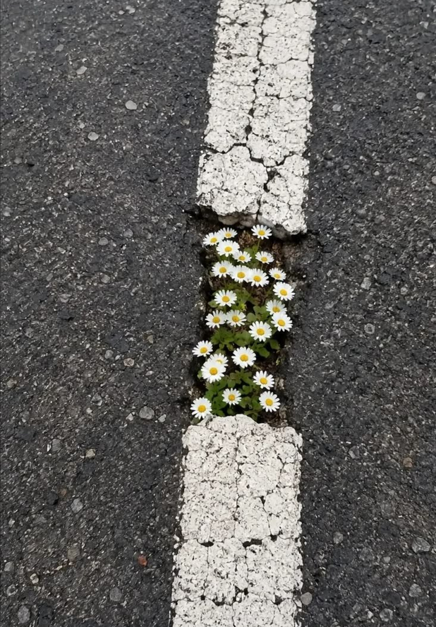 petalesblancs's tweet photo. daissy blooms everywhere https://t.co/kqtELTcUUi
