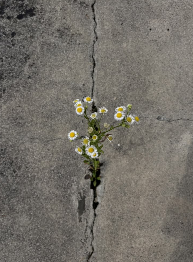 petalesblancs's tweet photo. daissy blooms everywhere https://t.co/kqtELTcUUi