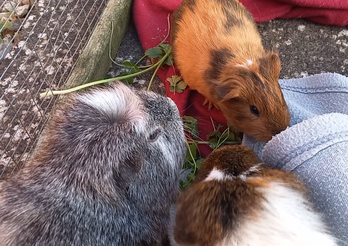 LiklFluffDragon's tweet photo. Throwback Thursday : the old boys meet the new baby pigs
https://t.co/x9t5EplOMO https://t.co/3pELKe32IB