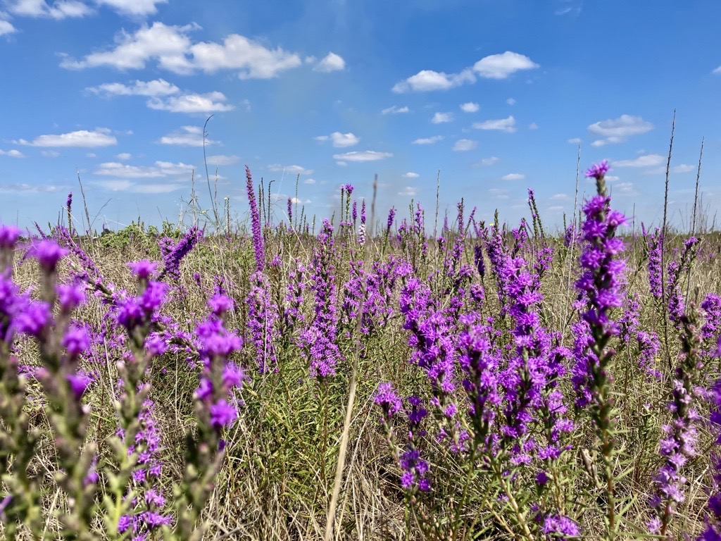 AustinWater's tweet photo. Today’s prescribed burn was a success! Prescribed burns mimic natural fire cycles to help contribute to resilient, diverse ecosystems for the benefit of water, wildlife &amp; people. Thank you @austinfiredept @AustinCityParks @TCParks  @laketravisfire @KyleFD @WildflowerCtr https://t.co/ShnXJRV8ro