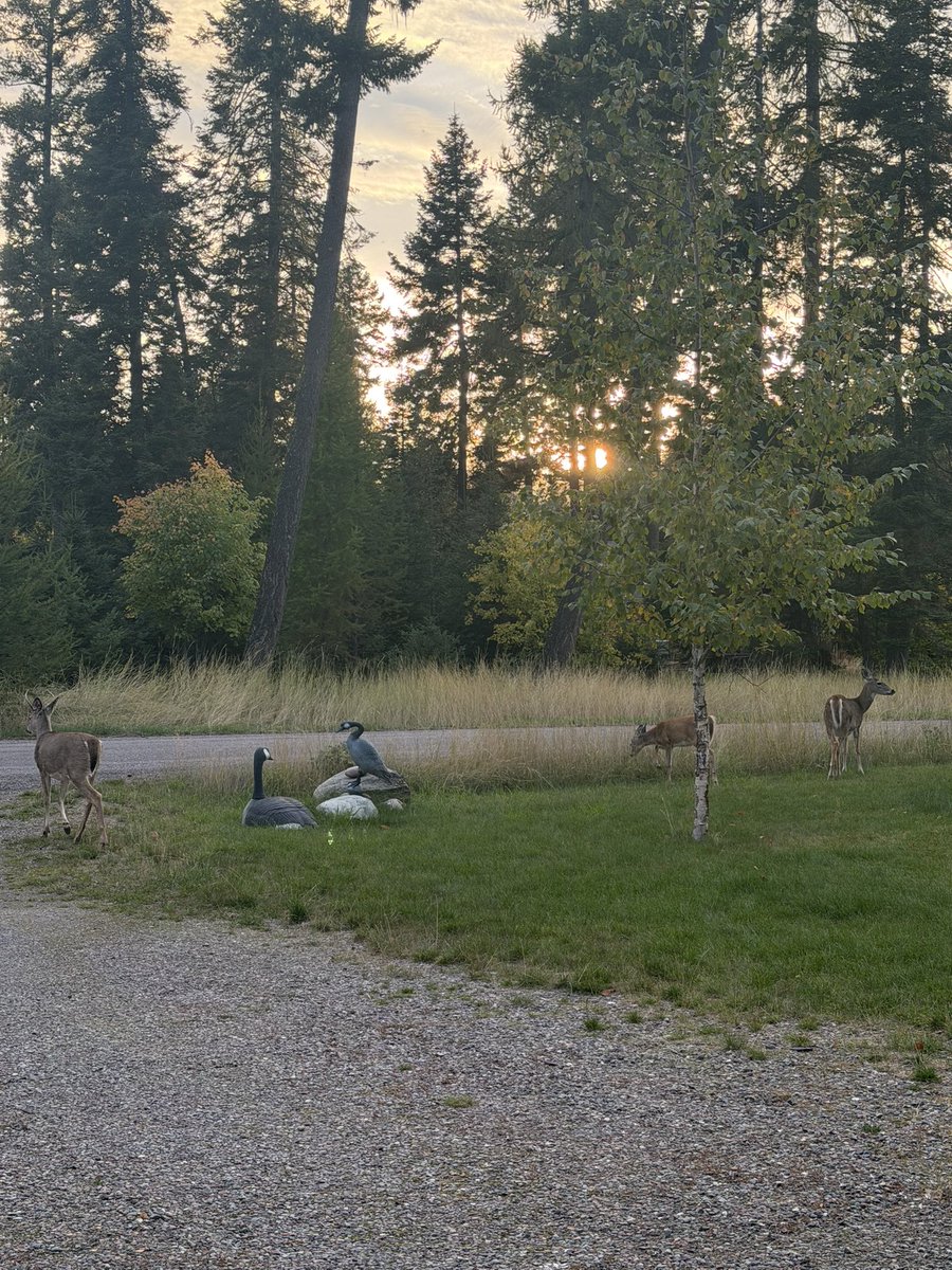 melanieshea's tweet photo. Montana ⛰️ https://t.co/0nibV8QvZA