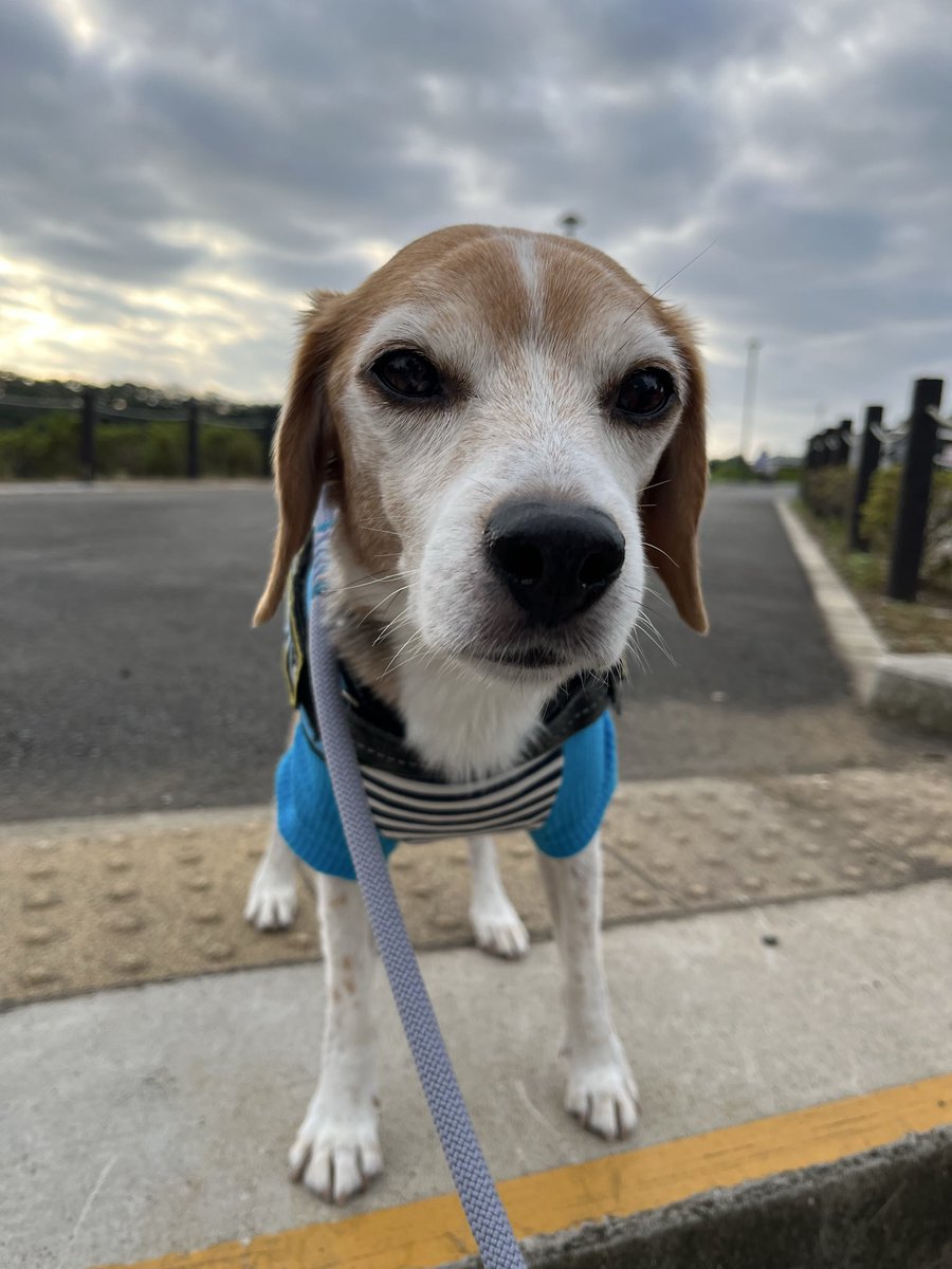 Happy_chiro1109's tweet photo. こんにちワン♫

今朝は調子が良くて
お散歩楽しんだワンよ🐾

ママが出かけちゃったから
お留守番隊頑張るワン🏠

今日もよろしくワン🐶✨ https://t.co/9JtFE7L7PH