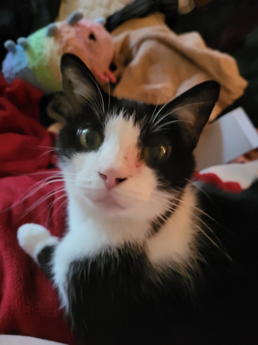 huntlowkisser's tweet photo. new pinned tweet #tohtwt #owltwt #listwt #moothunt
hi im kat or max watever
im agender, aroace (spec), and a butch lesbian!
ny favorite color is Orange and i selfship as a coping mechanism & as a hobby
i have two cats, named boots and punkin
i am the huntlow & raeda kisser
i draw https://t.co/ENxPkxJBEd