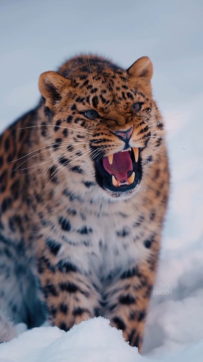 A snarling leopard with bared fangs sits in the snow, its mouth wide open in a fierce display. The image bears the watermark 'ERiKSEN' in the lower right corner.