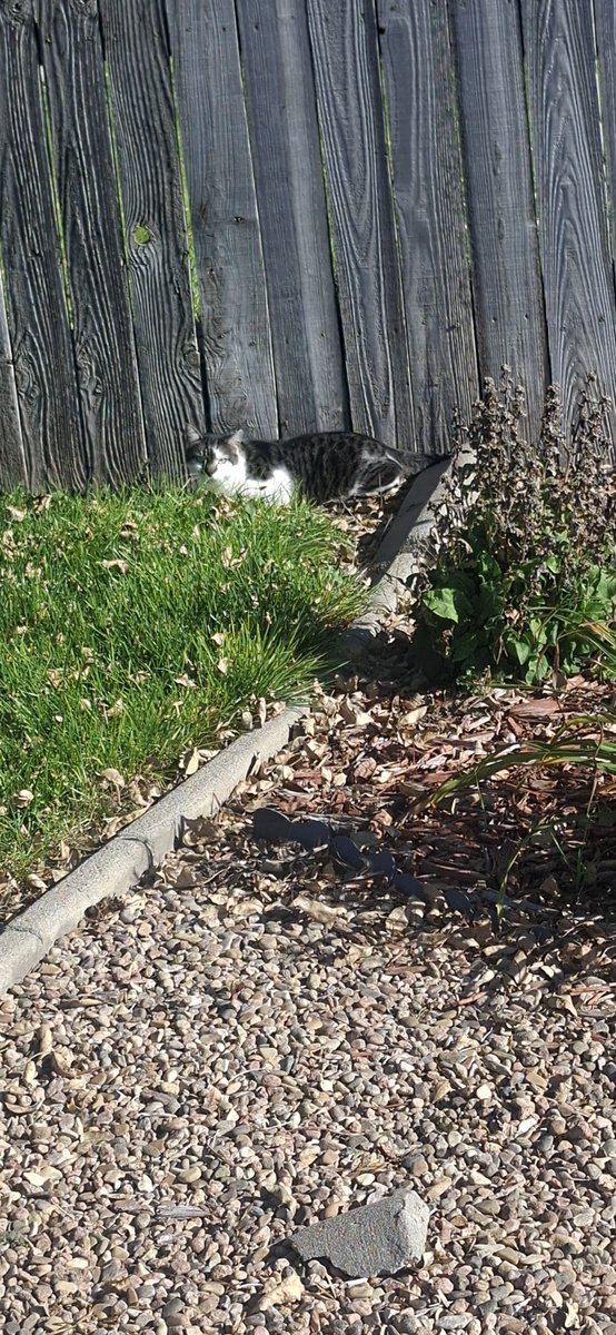 Mutecomplex's tweet photo. Was out doing my normal walk, and I found this little goober https://t.co/kXm5cks5iF