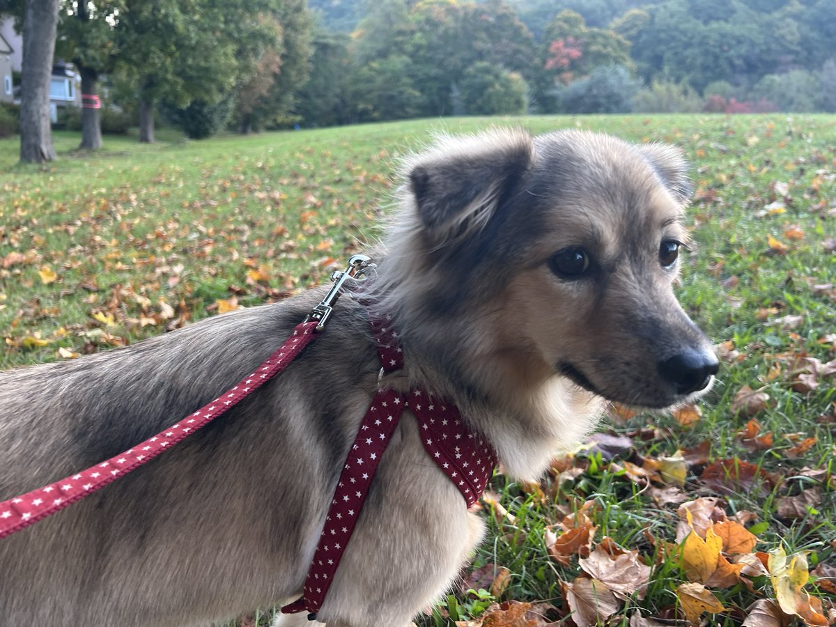 majorinko's tweet photo. 朝んぽ🐶
大大大大量の雪虫に襲われる朝😱ガクブル〜
雪虫柄のアウター💧 https://t.co/GMKshvXkTU