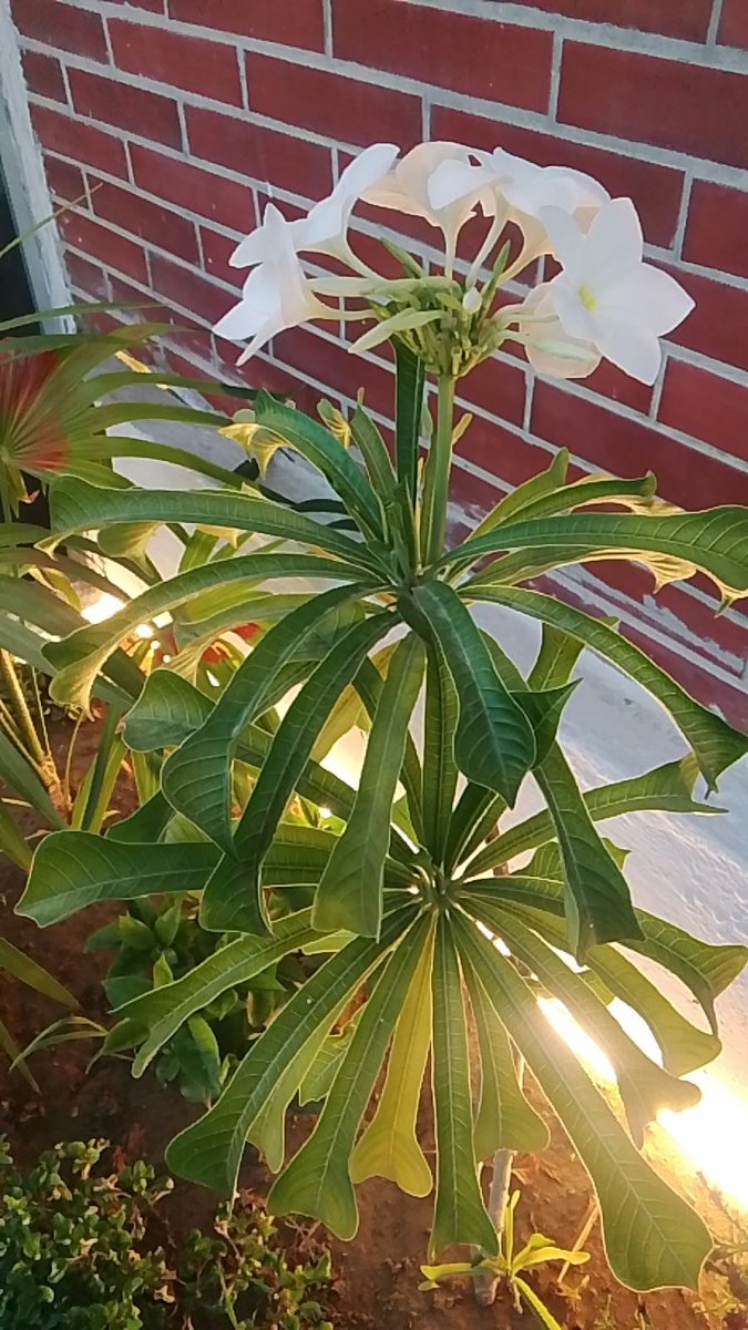 AmiceXXV's tweet photo. Where flowers bloom, peace follows.❀

#GreenVibes #PeacefulMoments #NatureDaily https://t.co/xhevwwzZxG