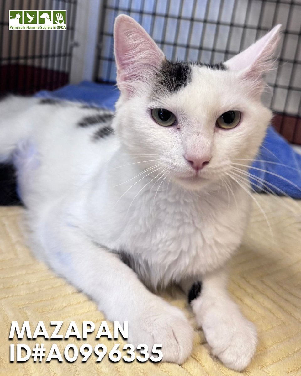 PeninsulaHumane's tweet photo. Behind every great person is a pet waiting at home for them. 😇 ✨  Adopt:

Muffins ID#A0996402
Caramel ID#A0989185
Big Hunk ID#A0989186
Mazapan ID#A0996335

Stop by to adopt, visit https://t.co/1hdXdJZqiY to learn more! #phsspca #adoptdontshop #adoptacat https://t.co/Fw0sVTPZk2