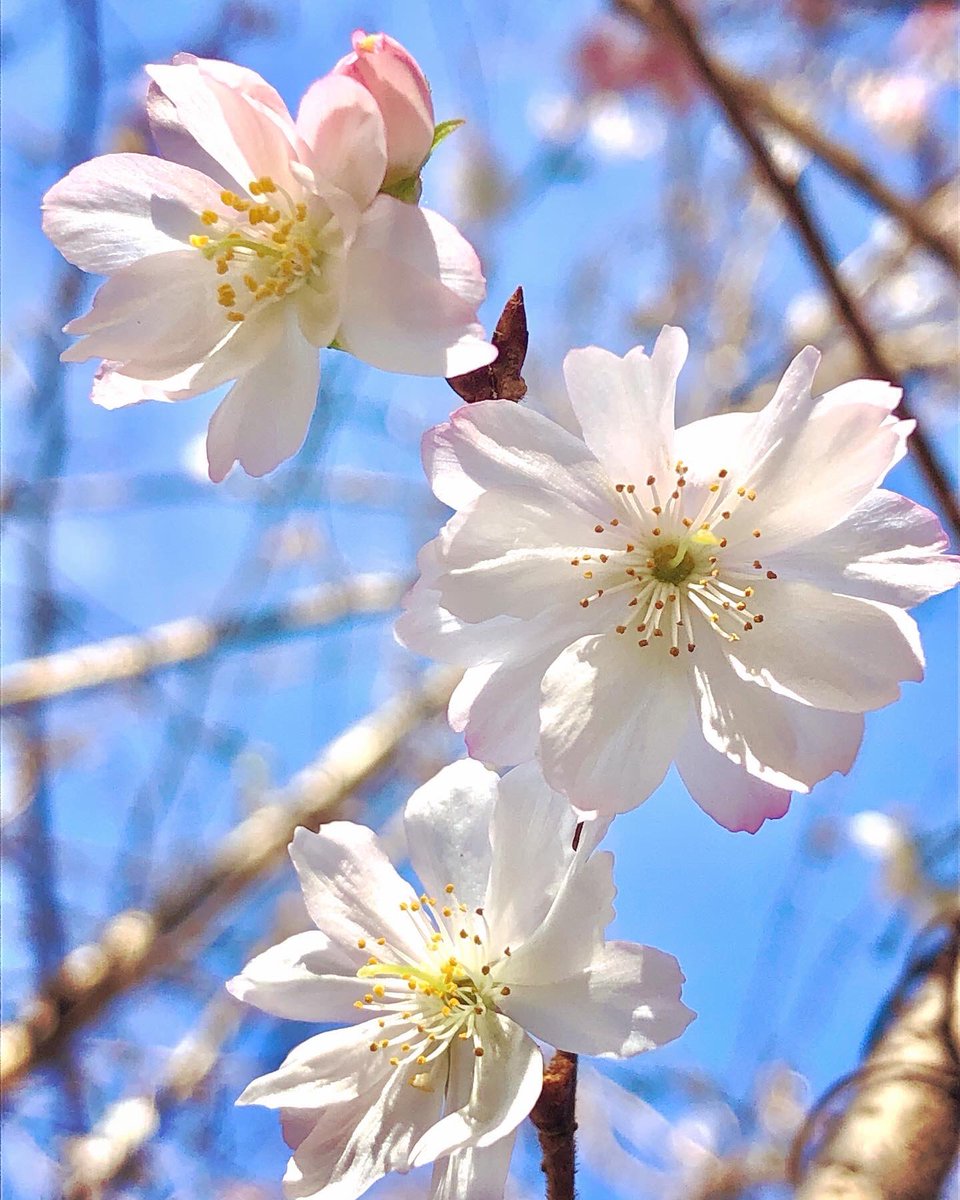 th8tt8's tweet photo. 秋晴れの柔らかな陽を浴びて🌸✨🌸 https://t.co/33YinQs9qK