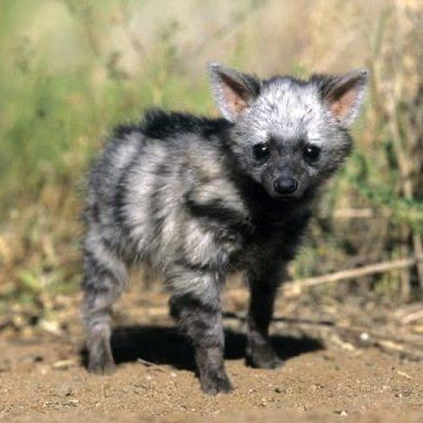 EnsedeCiencia's tweet photo. Este es un cachorro de lobo de tierra, uno de los animales más tímidos y pacíficos de África. Cuando se siente amenazado, eriza su melena para parecer más grande y, si el peligro persiste, puede liberar una secreción de olor desagradable de sus glándulas anales. https://t.co/imRfgRV3cw