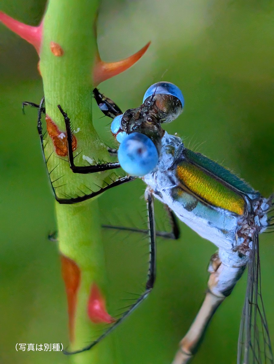 rtMieF0zJP77944's tweet photo. #生物多様性の喪失
私の保全する湿地には絶滅危惧種が生息する。

今の時期、毎日県外から採集者が来る。

「採らないで」の看板をまたいで網を振る。

絶滅危惧種指定には法的拘束力はないからと。

採ったくらいでは減らないからと。

そう言う人が毎日来るんだよ。

絶滅危惧種だよ。

絶滅するよ。 https://t.co/A1aO5DUt21
