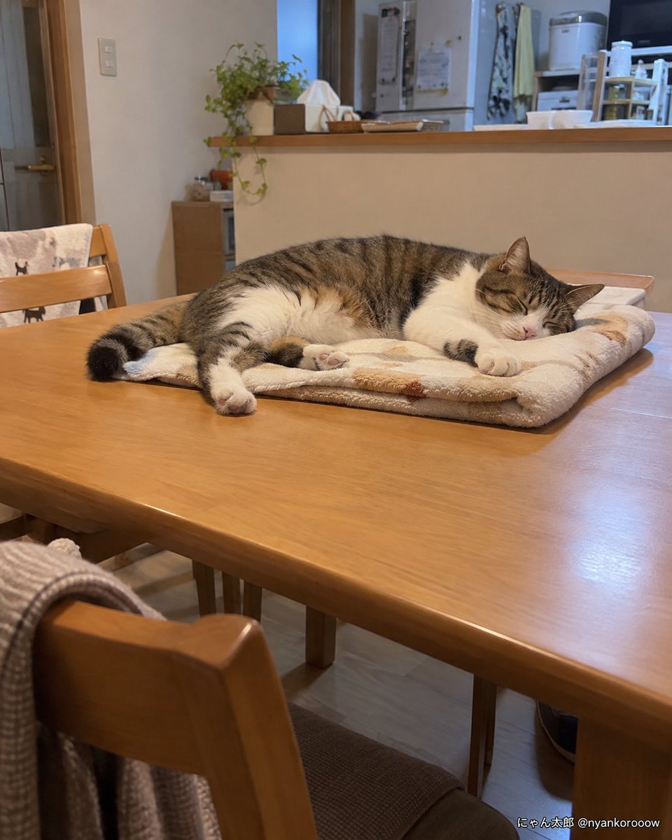 nyankorooow's tweet photo. 猫がテーブルに乗るので、しつけを始めた。

最初は「降りて」と注意した。
⋯聞かなかった。

次に、乗れないように物を置いた。
⋯全部落とされた。

仕方なく物を片付けた。
⋯猫が気持ちよさそうに寝ていた。

最近は、猫が寝やすいようにテーブルを拭いて、柔らかいタオルまで敷いている。

半年かかったが、ようやくしつけに成功した。

⋯私のほうが。