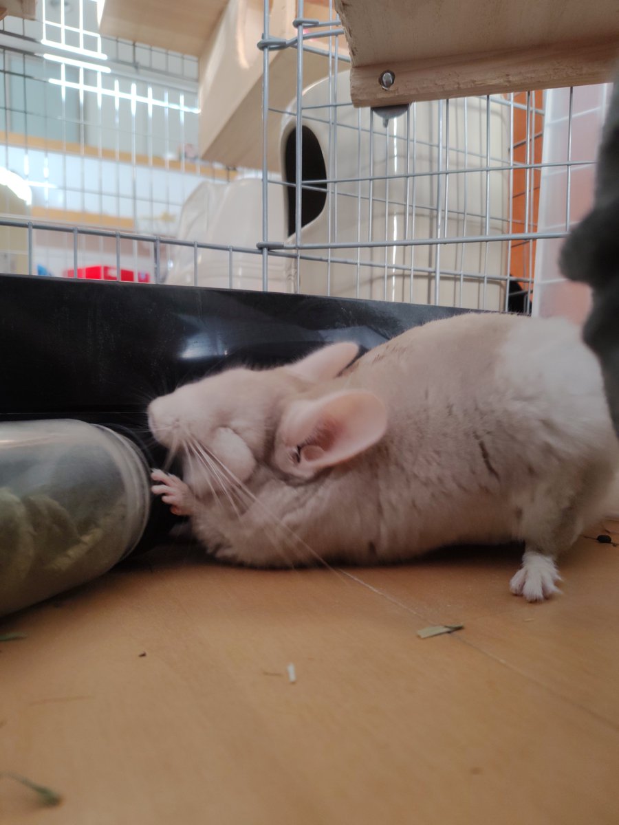 sloth_namamama's tweet photo. 自分で開けたいもん！！
#チンチラ 
#チンチラのいる暮らし https://t.co/ZBDA23Bmc5